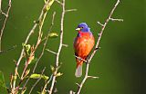 Painted Bunting